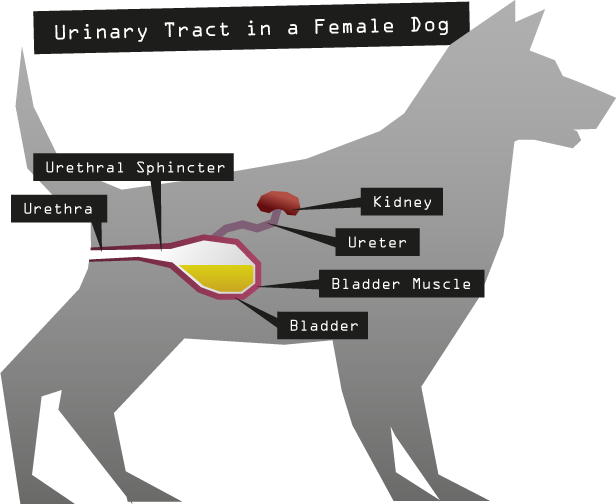 what can cause urinary incontinence in dogs